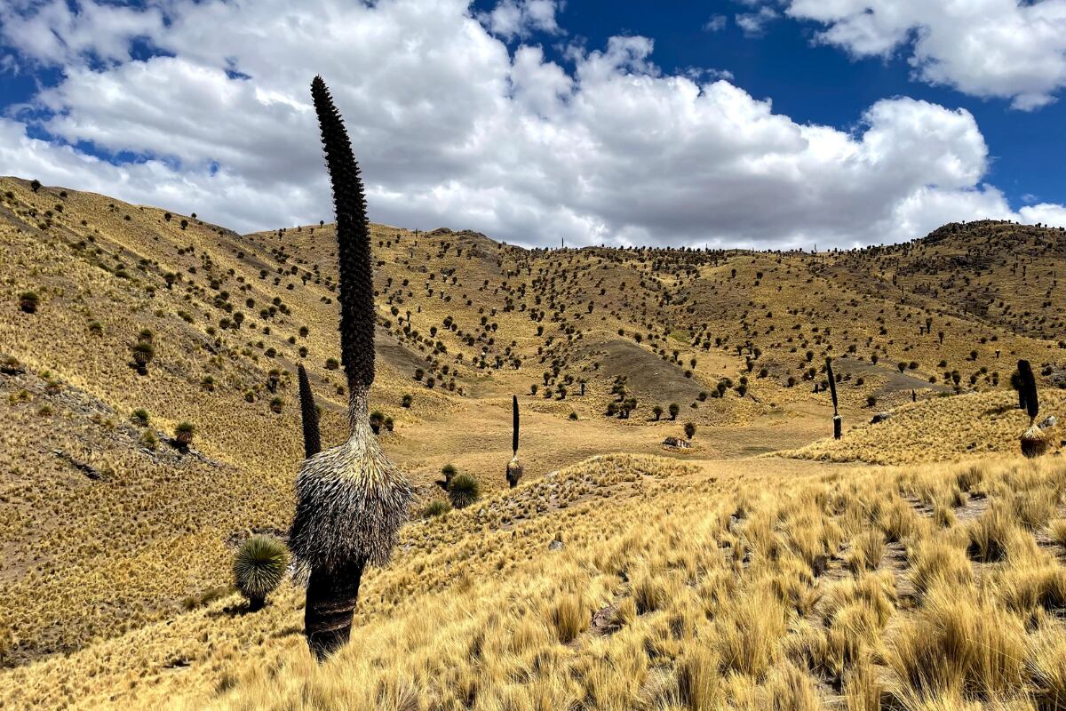 Plantas que solo crecen en un determinado clima y lugar. (Foto: Laura Espinoza)