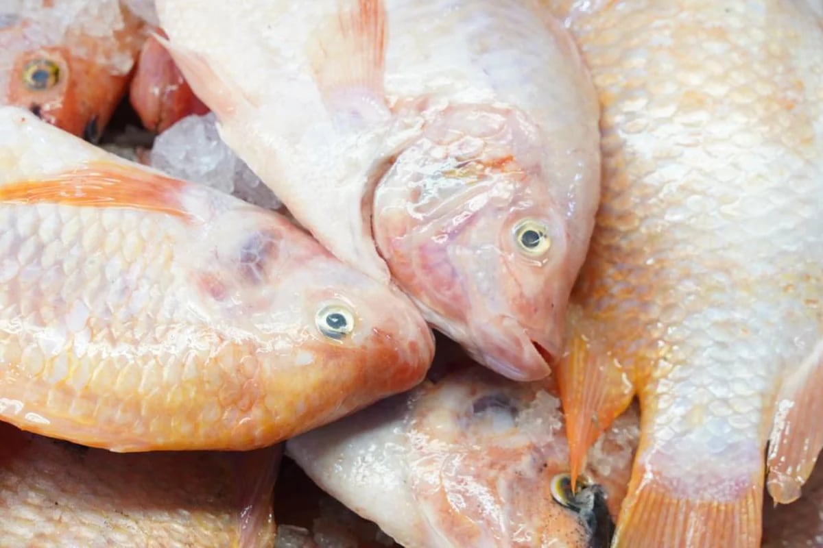 Fish at Easter Bogot s Ministry of Health warns of species with high