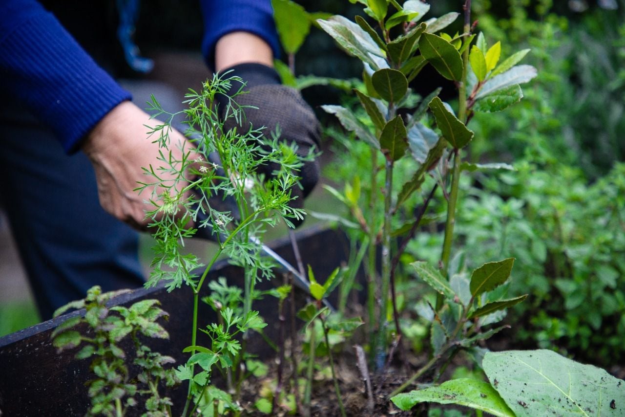 District opened its first diploma school in Urban Agriculture -Colombia-25-3-2022