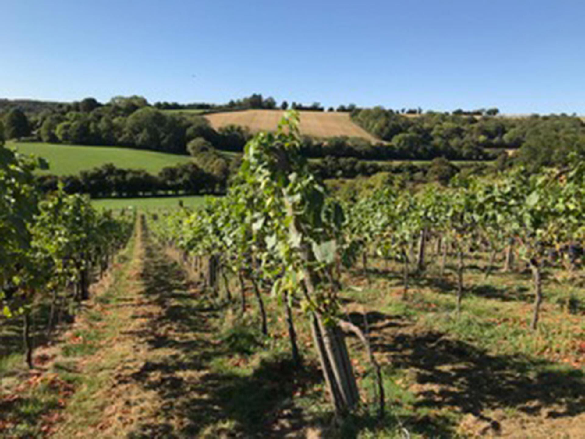 Cuando producción se degrada por falta de rentabilidad, no hay capacidad de reacción. En esa situación están los montes frutales, los viñedos, los olivos y los cítricos, dijo Achetoni, de Federación Agraria