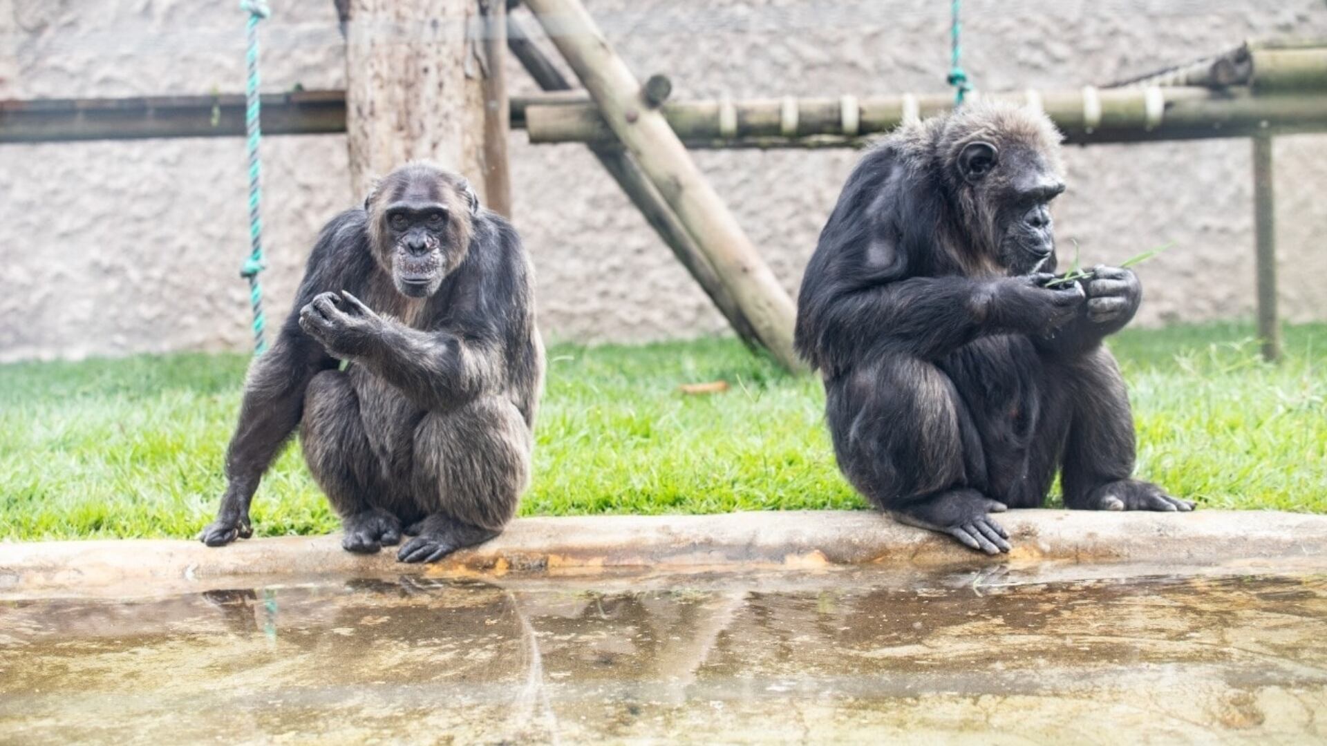 Muerte De Chimpancés Gerente Del Bioparque Ukumarí Desmintió Que Cuidadores De Los Simios 8409