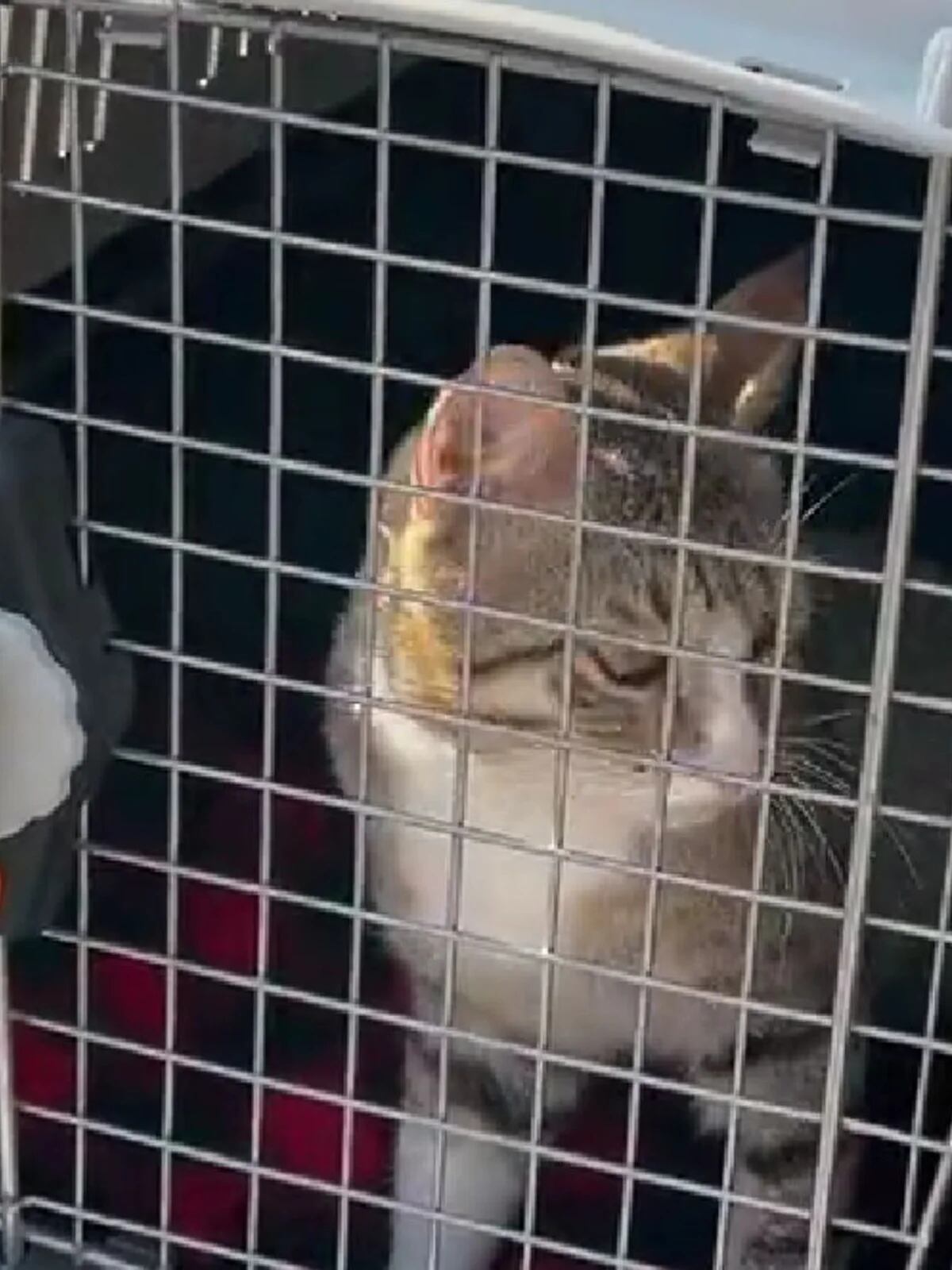 Mascotas en la Catedral de Exeter: el hogar de la que podría ser la puerta  para gatos más antigua del mundo - Infobae