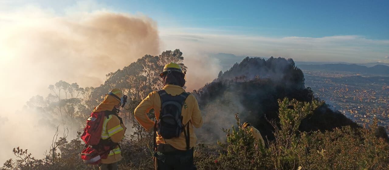 Especies invasoras han facilitado la propagación de incendios en los cerros orientales - crédito CAR Cundinamarca.