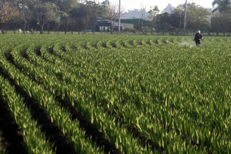 Las sustancias se pueden encontrar en cultivos en MÃ©xico. (Foto: Cuartoscuro)