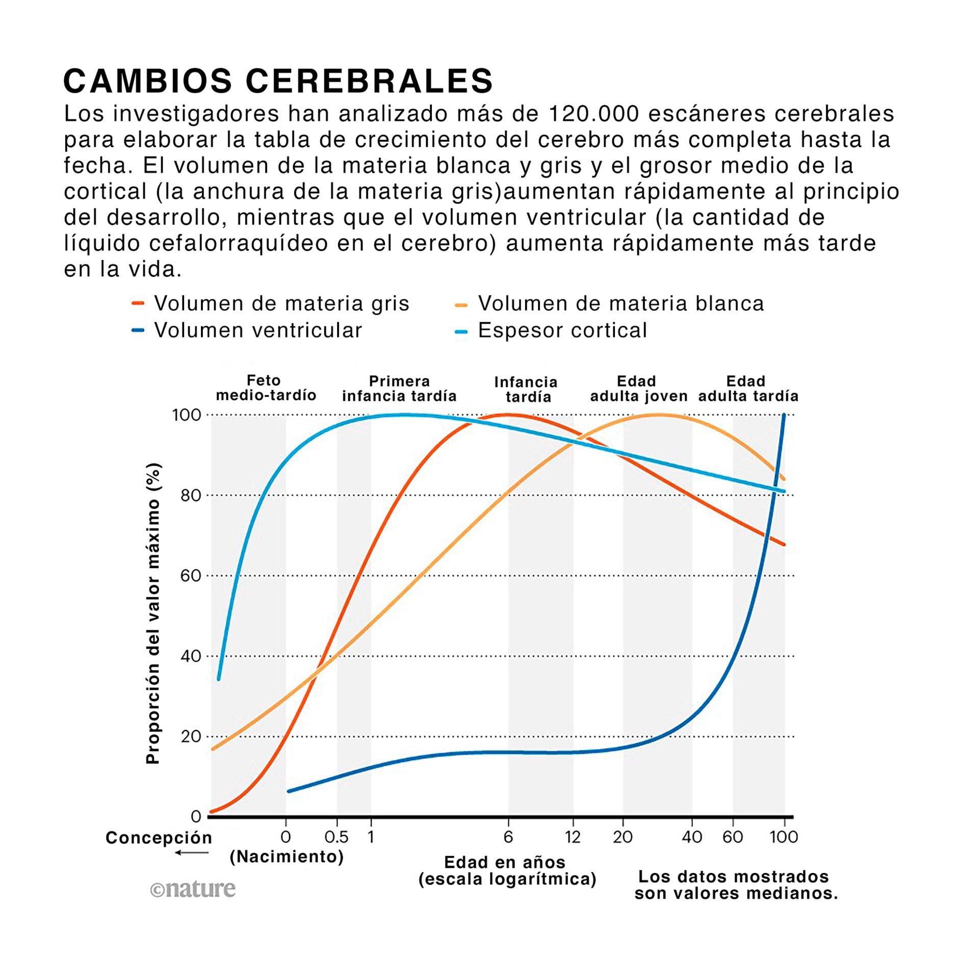 En total, el equipo reunió 123 894 resonancias magnéticas de 101.457 personas, que abarcaron desde fetos 16 semanas después de la concepción hasta adultos de 100 años (Nature)