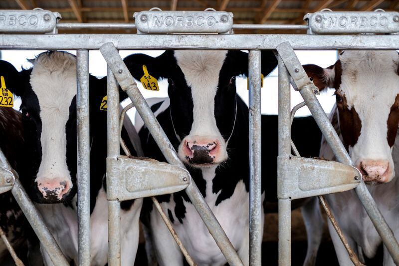 La gripe aviar en granjas lecheras plantea un riesgo mínimo para los seres humanos, pero deja vulnerables a miles de trabajadores agrícolas sin las protecciones adecuadas  REUTERS/Jim Vondruska/