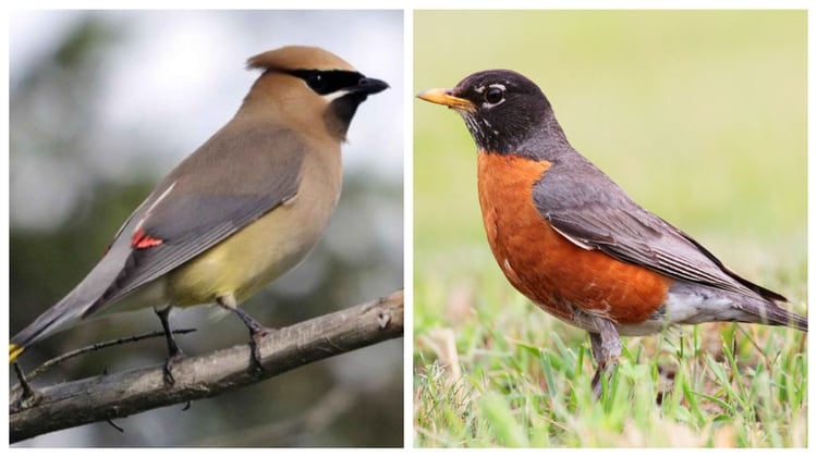 Estas son las dos especies de aves que murieron en 1987 (Foto: Especial)
