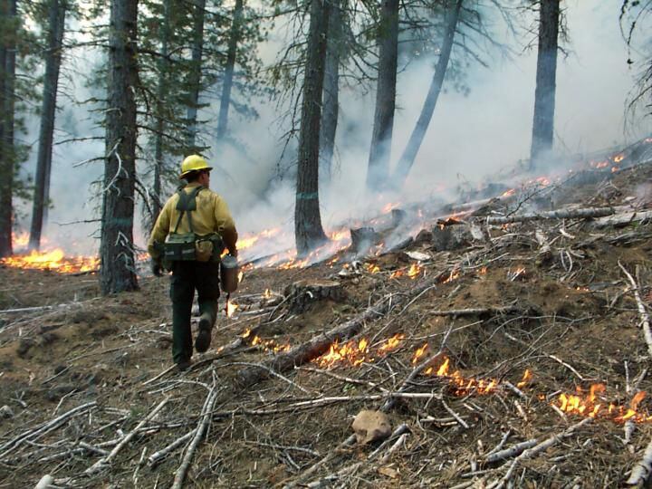 En Estados Unidos se demostró que las quemas prescriptas podrían reducir la exposición al humo de los incendios forestales en la población cercana/
C.N. Skinner/Servicio Forestal de EE.UU.