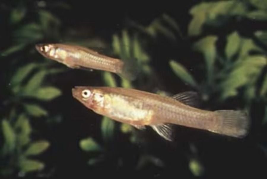 La Gambusia de San Marcos, un raro pez texano, fue declarado extinto. (Departamento de Parques y Vida Silvestre de Texas)