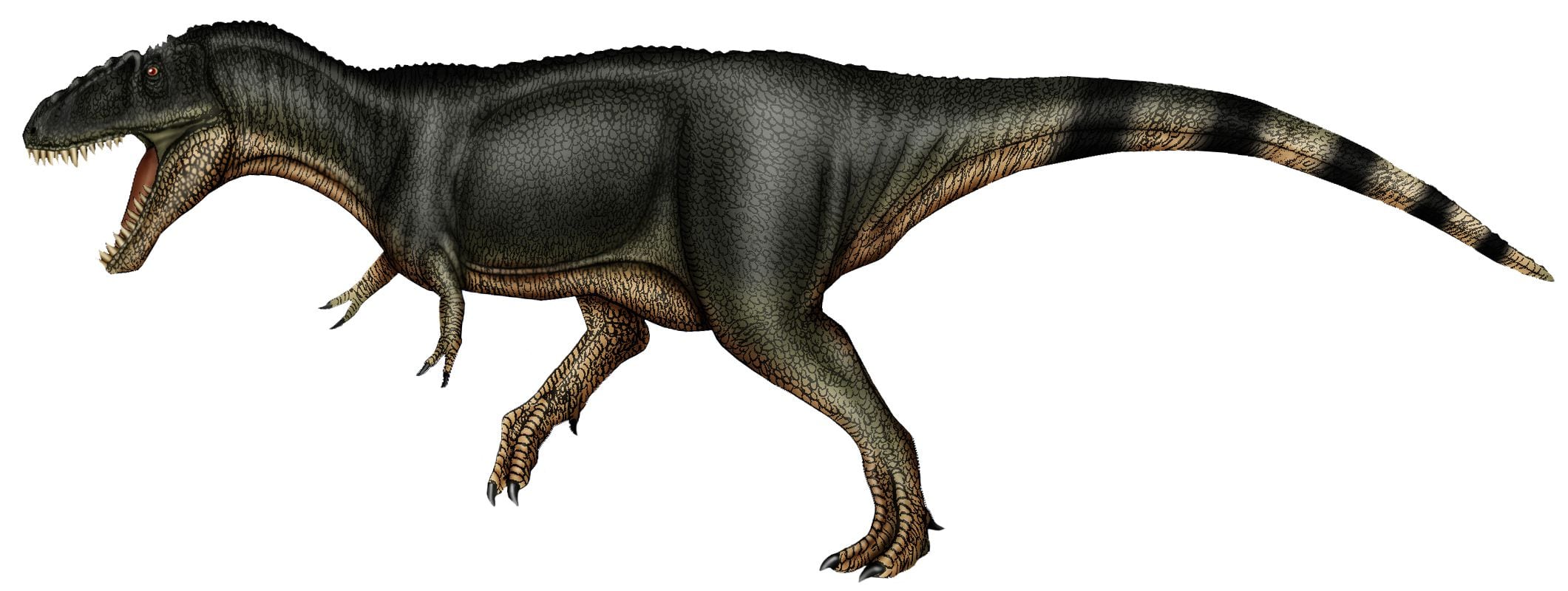 Este dinosauirio carnívoro fue uno de los principales depredadores de lo que hoy es Baja California (Wikimedia)