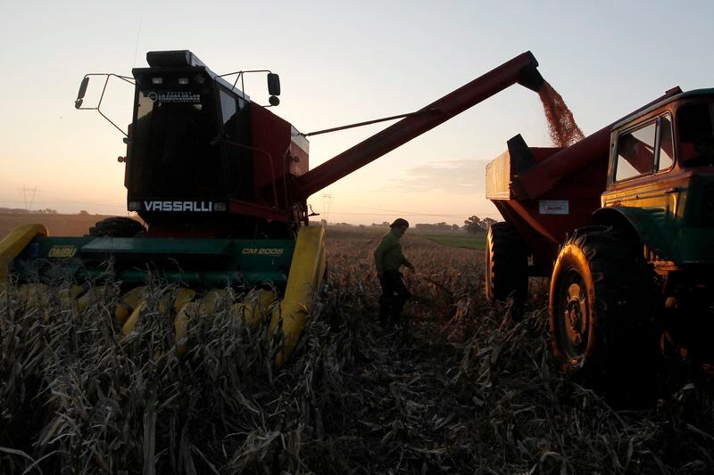 Cosecha de maíz en un campo de Valdés, pueblo del distrito de 25 de Mayo en la provincia de Buenos Aires, Argentina (Reuters)