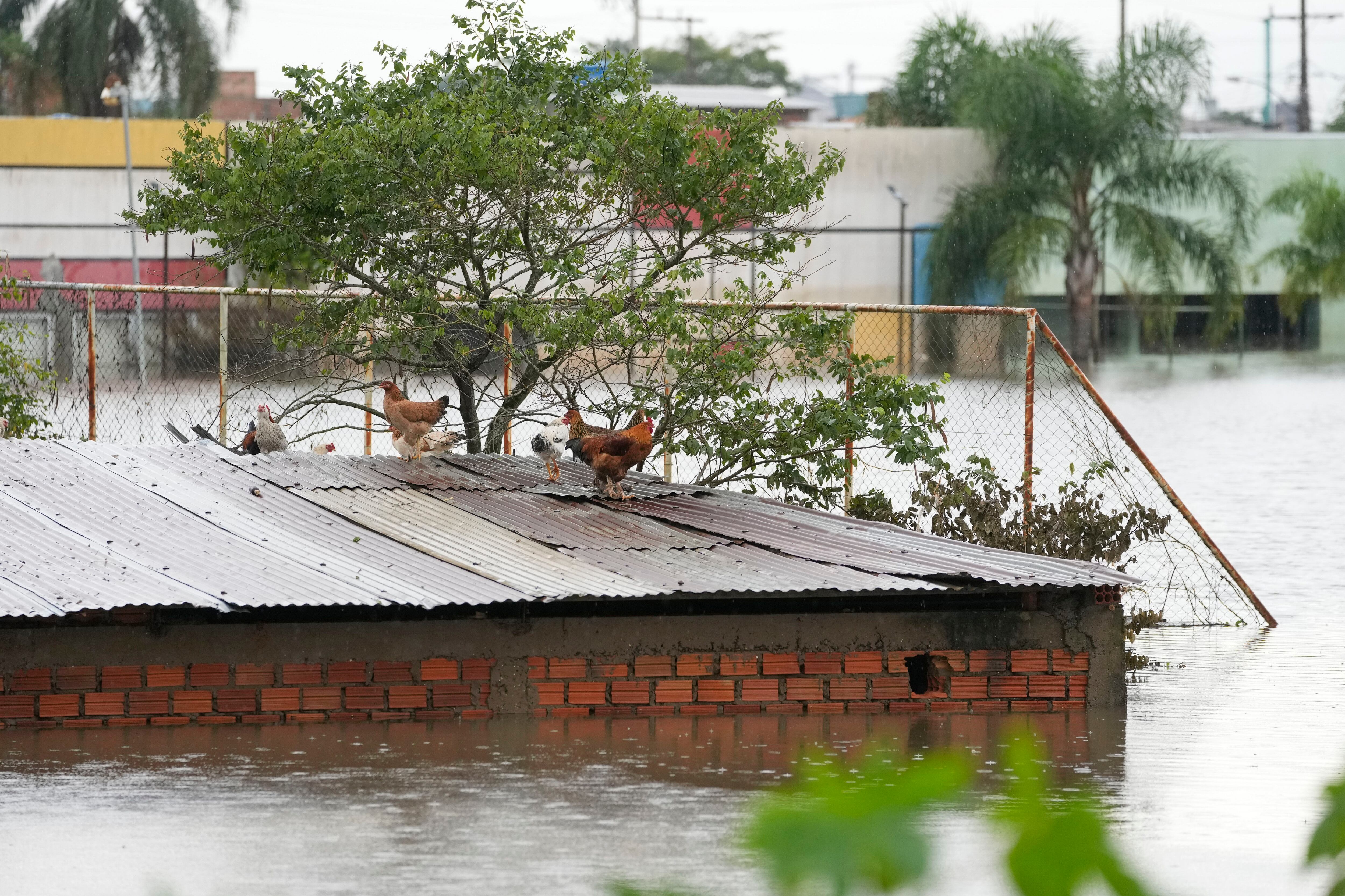 Varias gallinas, sobre el tejado de una casa anegada por las fuertes lluvias - crédito AP Foto/Andre Penner