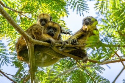 “Iberá está posicionado como el mejor destino de avistaje silvestre de la Argentina. Entre flora y fauna habitan alrededor de 4000 especies" (Matias Rebak)