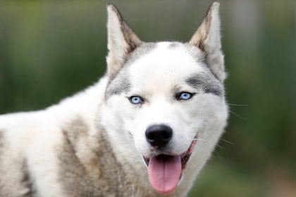Un Siberian Husky. Los investigadores creen que los primeros perros fueron domesticados en Siberia hace unos 23.000 años  (REUTERS/Peter Nicholls)