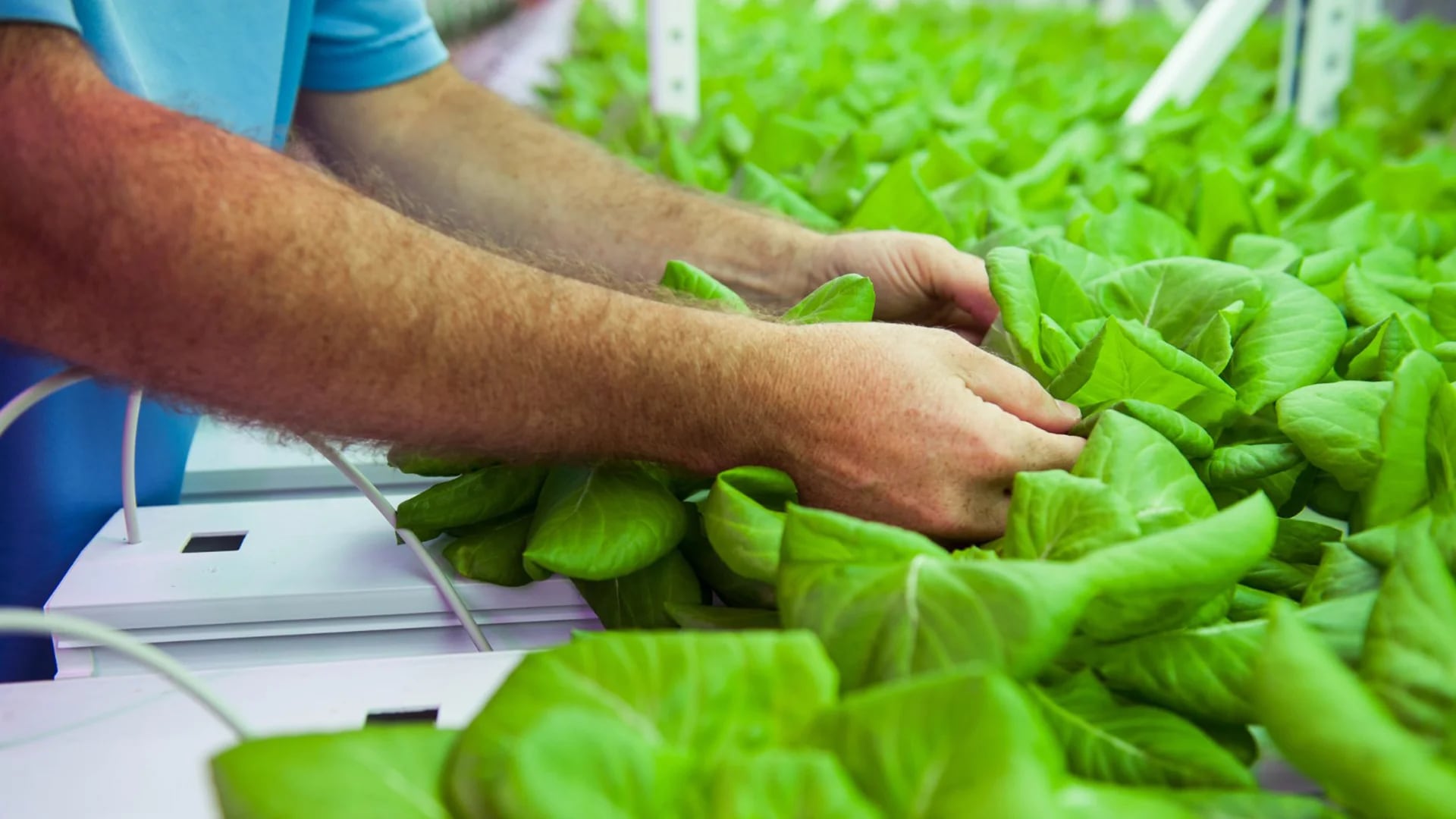 Se estima que para el año 2050 será necesario producir un 70% más de alimentos para 3000 millones de personas adicionales