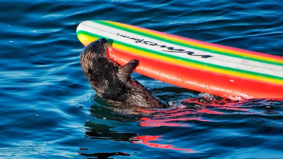 El magistral regreso de 841, la nutria “delincuente”, a las costas del norte de California