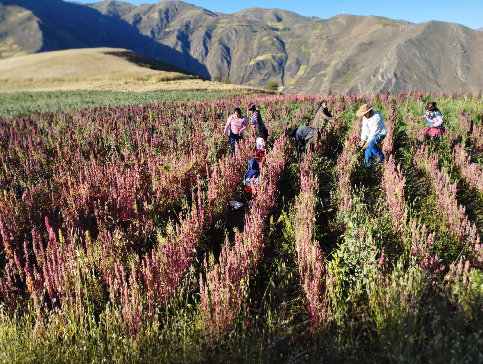 La plantación de la quinua roja es una de las actividades más comunes en estas comunidades. (Foto: Infobae/ Yuriko Cabeza)