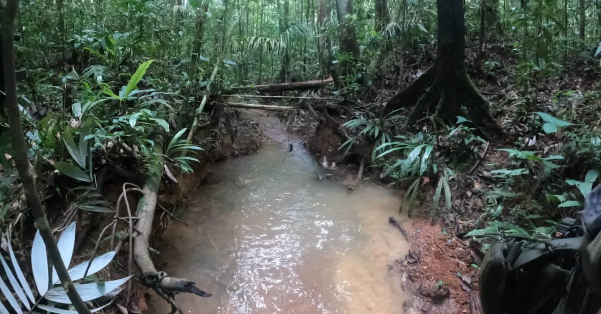 Kisah anak-anak yang tersesat di hutan Guaviare yang membuat Kolombia tegang