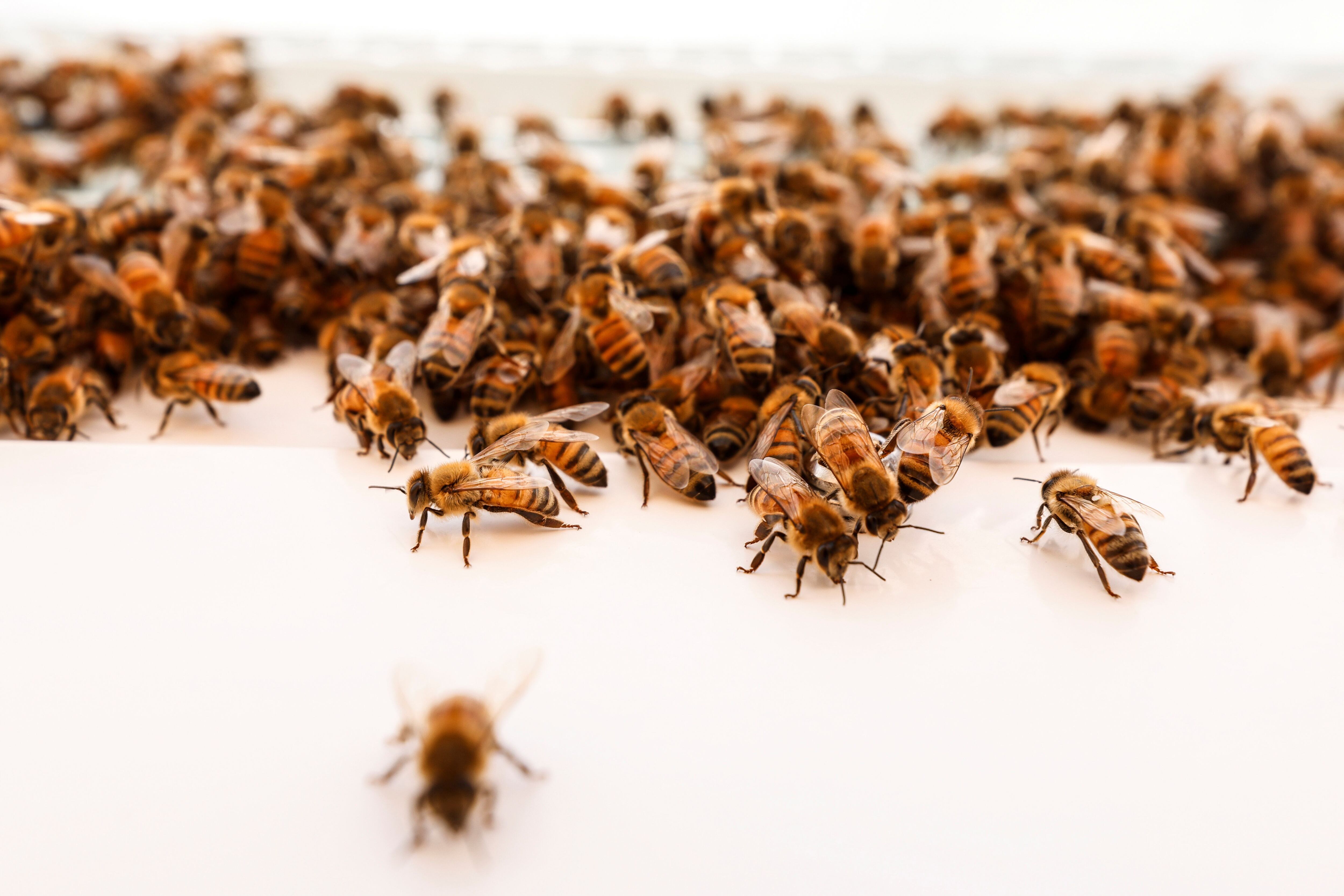 Colmenas robotizadas en Israel para preservar a las abejas – DW – 19/05/2022