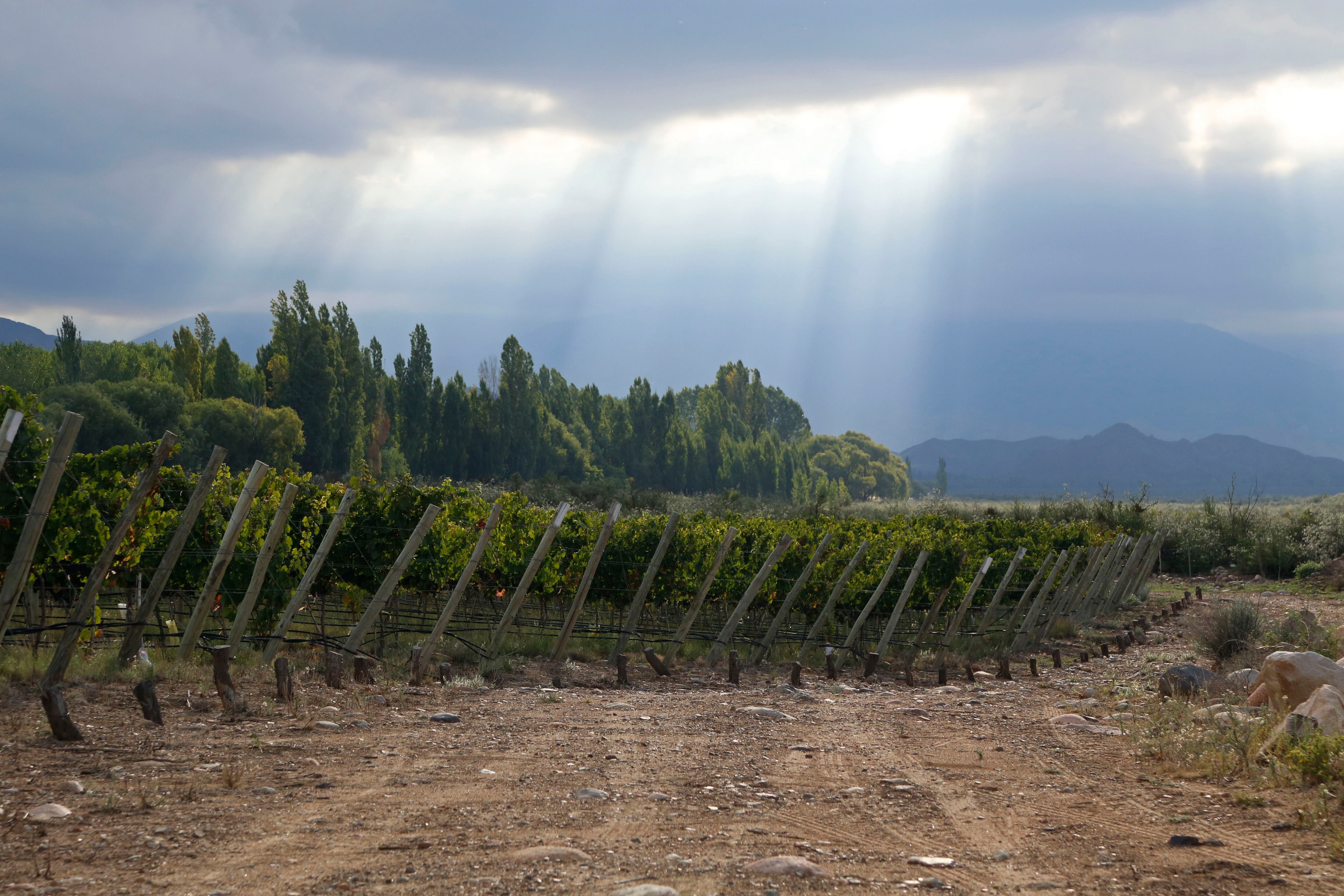 VINO ARGENTINO