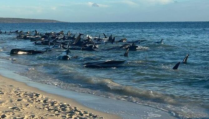 Al menos 100 ballenas piloto quedaron varadas en una playa al suroeste de Australia