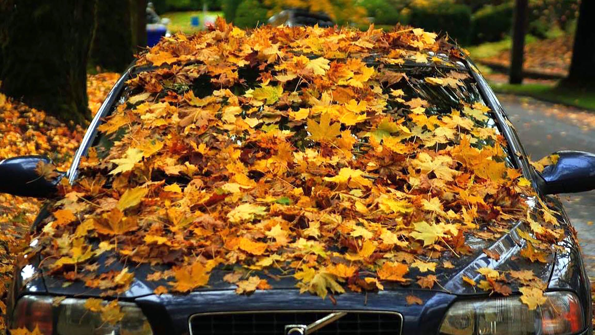 Limpieza de otoño; para respirar el mejor aire posible en casa hay