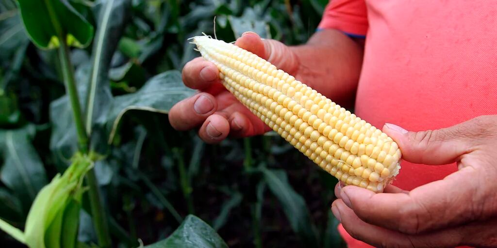 EEUU solicitó al gobierno de AMLO consultas bajo el T-MEC por conflicto de  maíz transgénico - Infobae