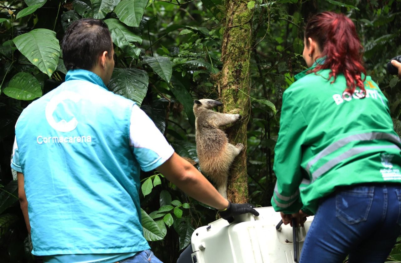 They release the honey bear rescued in Bogotá-Colombia