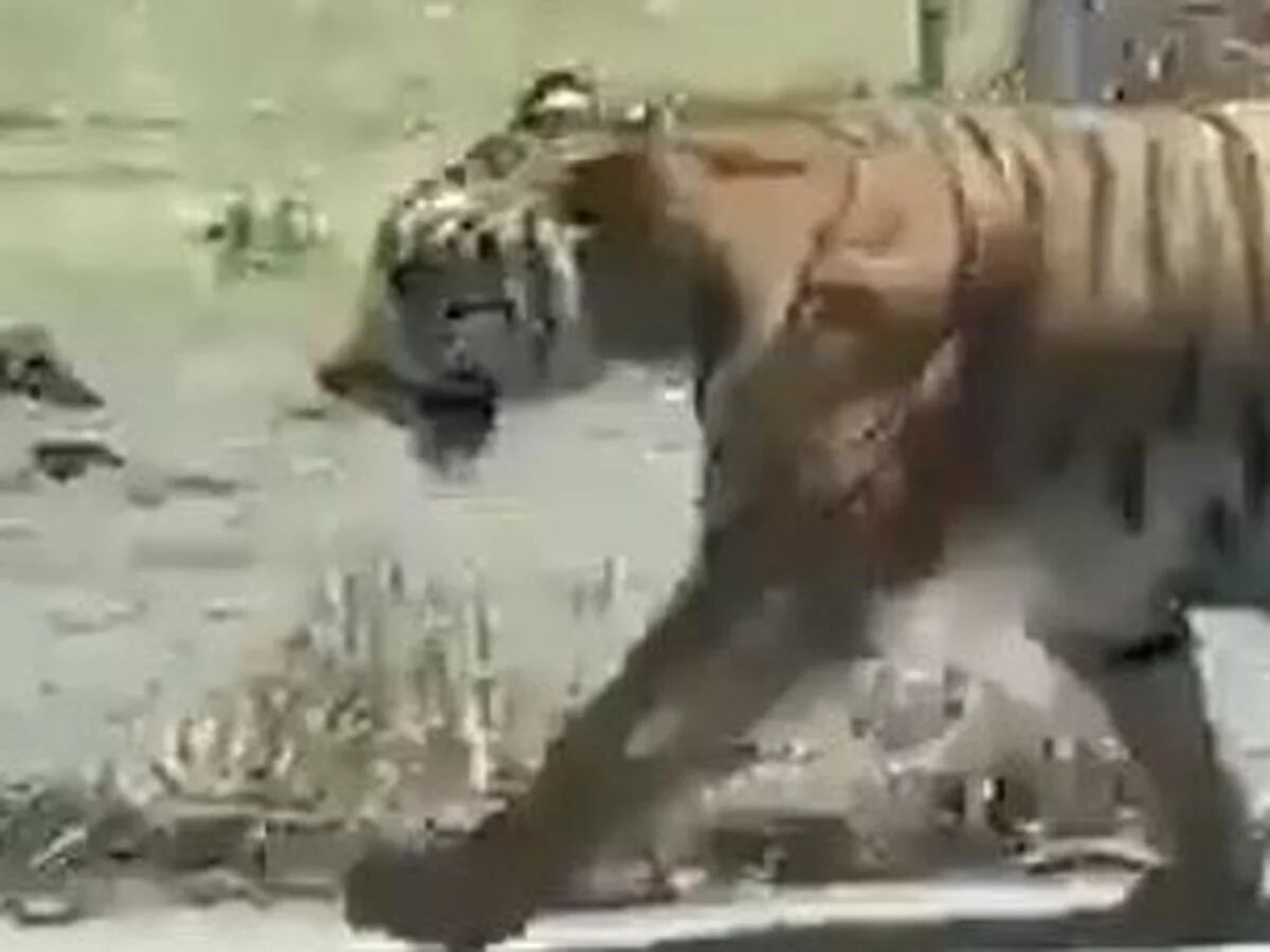 El impactante momento en que un hombre lazó a un tigre suelto en una  avenida de México - Infobae
