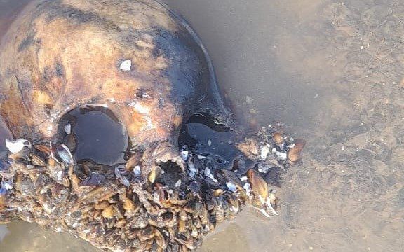 Los restos óseos fueron encontrados en una playa de Punta Lara