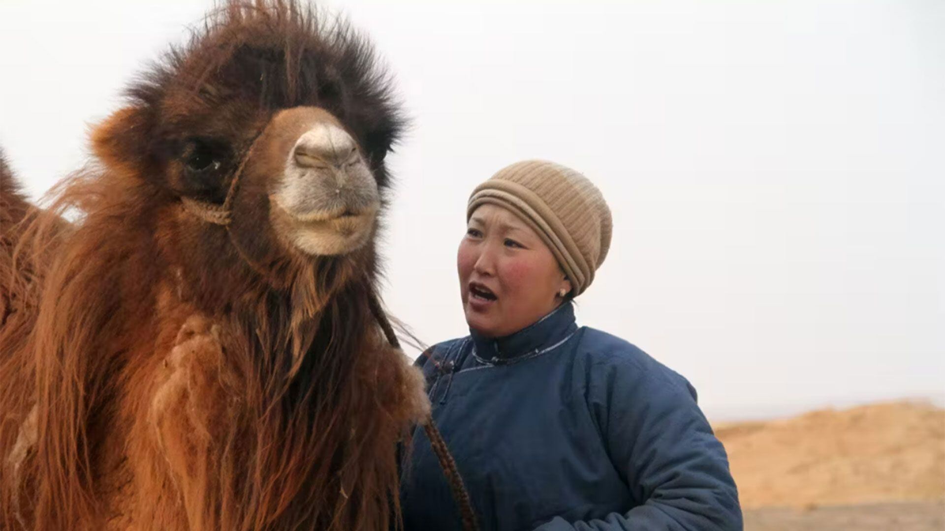 Una amansadora de camellos en Mongolia. Yu.Boldbaatar, 2013 UNESCO