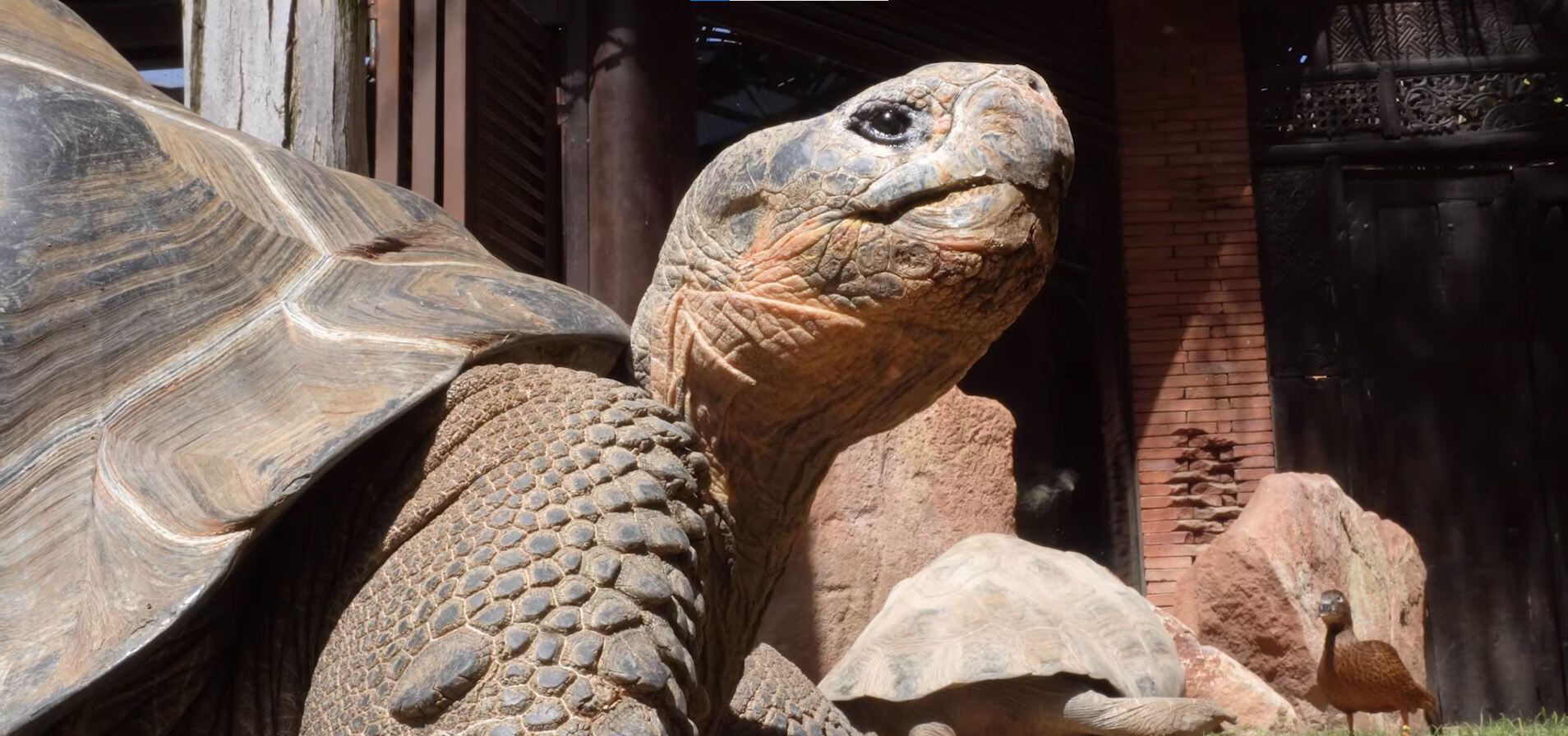 Disfruta pasar sus días tomando el sol en el exterior. (Captura de pantalla/Facebook/Bioparc Fuengirola)

Hermes, tortugas, Fuengirola, España, tortugas gigantes de las Galápagos, mascotas, animales, animales extintos