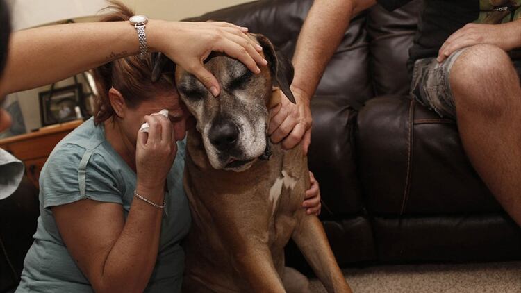 âNecesitamos que este mensaje dÃ© la vuelta al mundo. Â¿Te imaginas la alegrÃ­a de todos esos perros volviendo a vivir con sus familias? Queremos que formes parte de este movimiento. Ayudemos a cambiar la vida de miles de perros que extraÃ±an a sus familiasâ, aseguran desde la campaÃ±a.