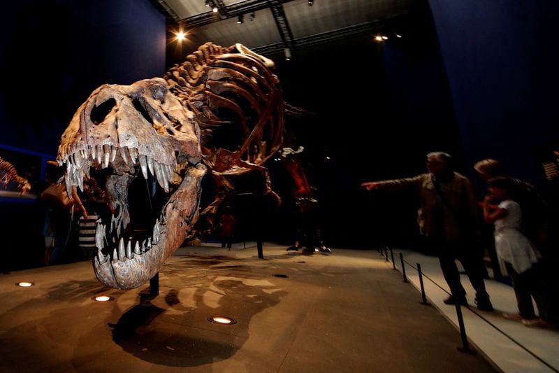 Los paleontólogos descubren que Nanotyrannus era casi de tamaño completo y no un T. rex en desarrollo
REUTERS/Philippe Wojazer/File Photo