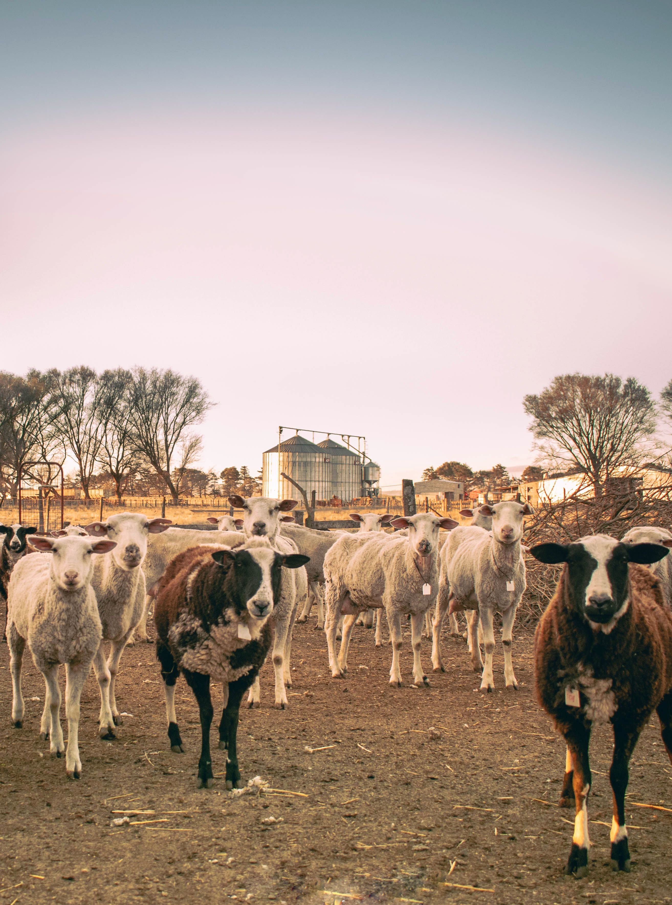 "Hoy nuestro objetivo no es crecer en cantidad de animales, porque estamos felices con los que tenemos, buscamos seguir la trazabilidad de nuestros quesos", indican (Foto: Instagram @tamboovino4esquinas)