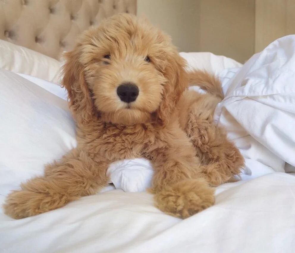 son labradoodles o goldendoodles mas hiperactivos