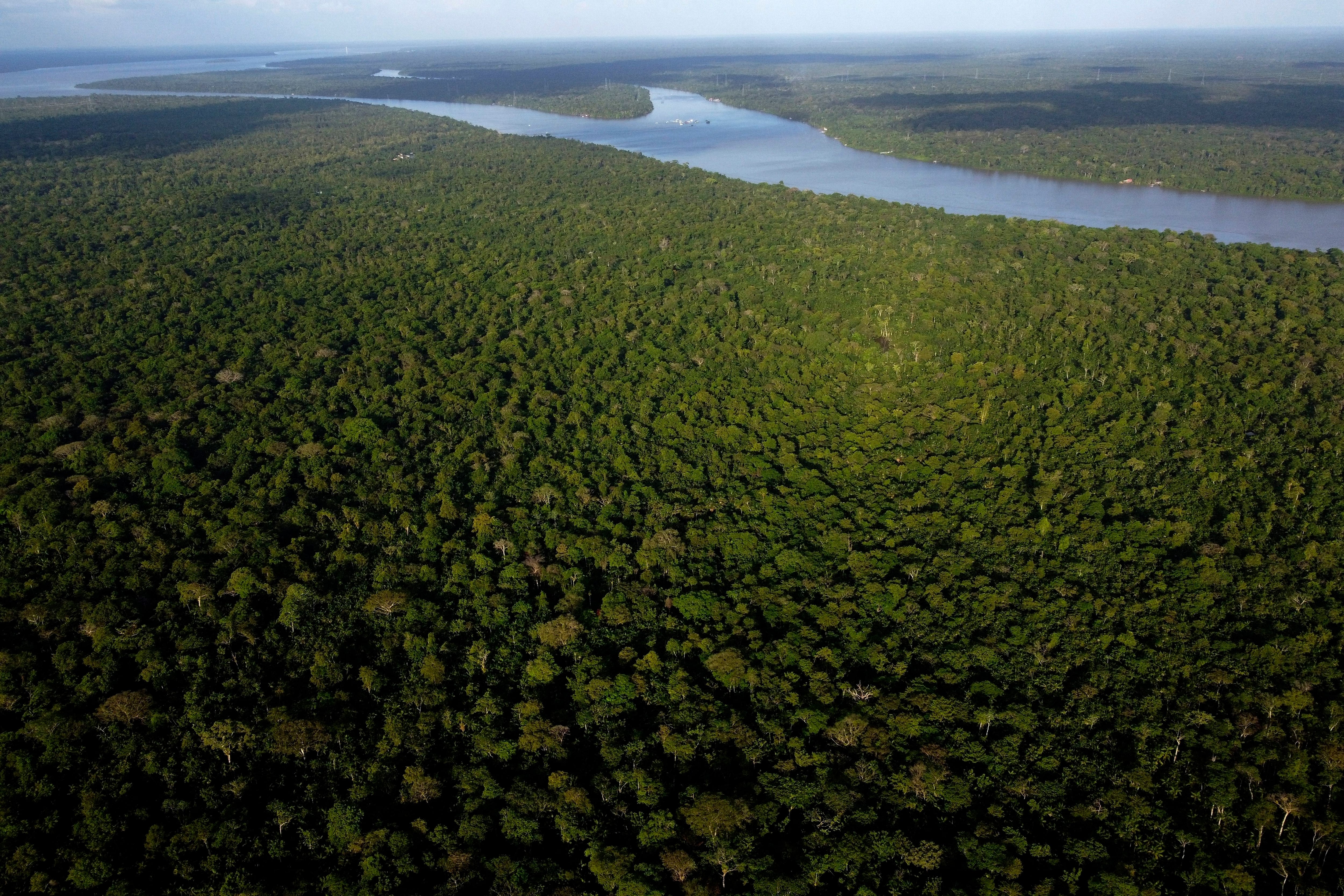 La selva en la isla Combu, en las márgenes del río Guama, cerca de la ciudad de Belém, estado Pará, Brasil (AP Foto/Eraldo Peres/Archivo)