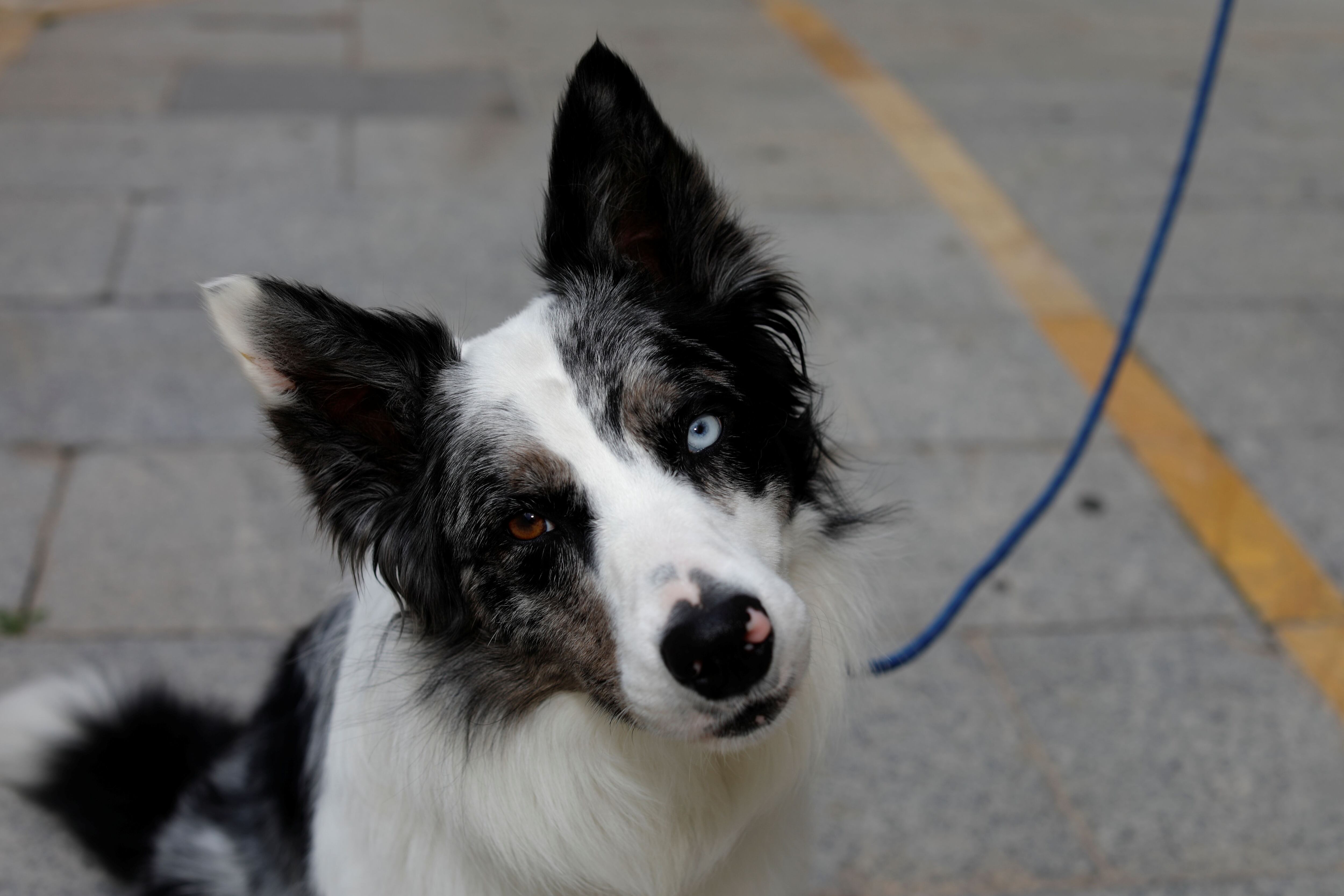 son los perros conscientes de su existencia