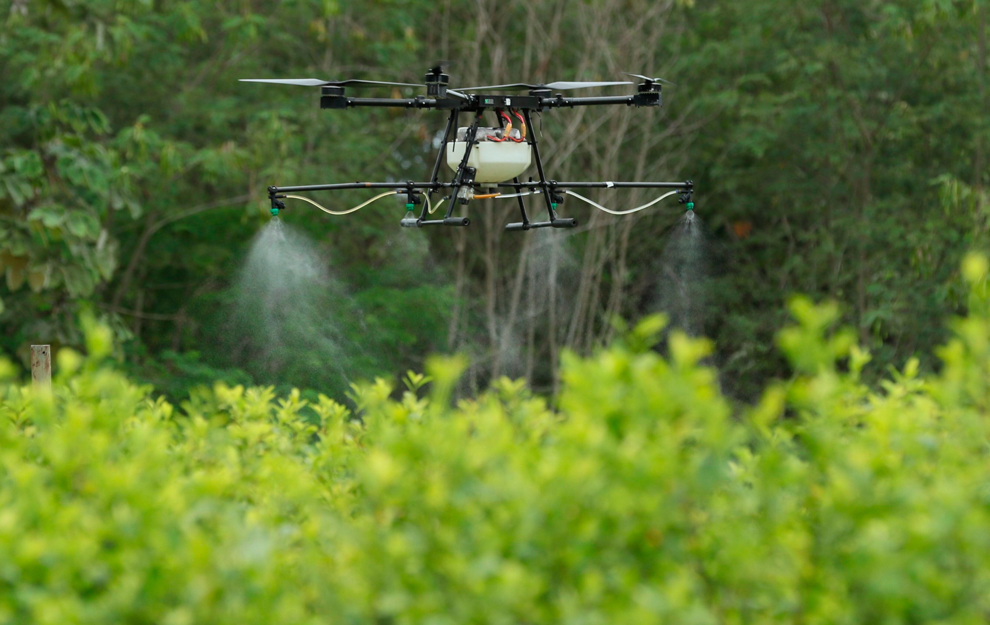 En Colombia Debería Seguir La Fumigación Aérea Según Congreso De