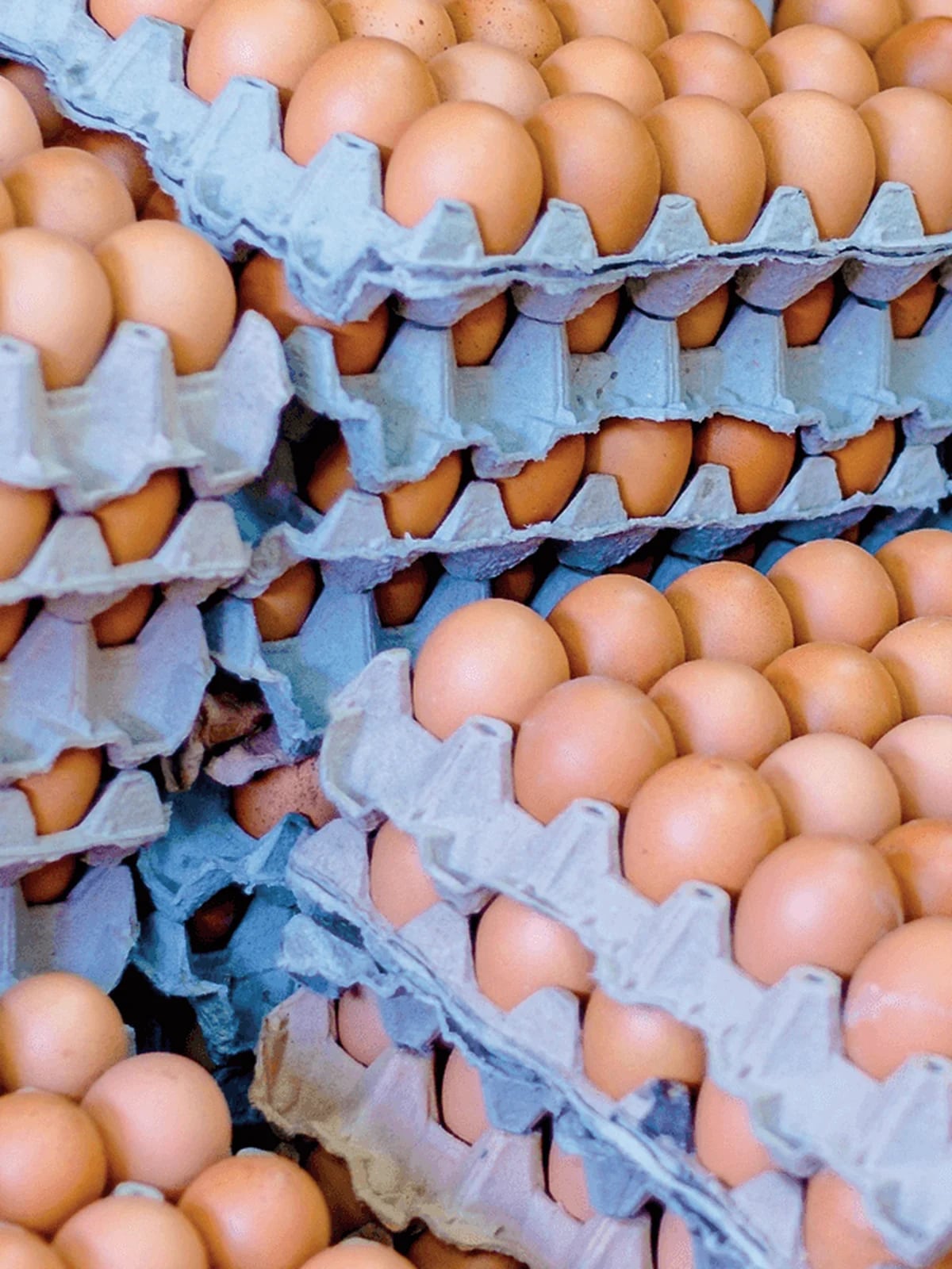 Es cierto que los 'huevos sorpresa' son ilegales en los Estados Unidos?