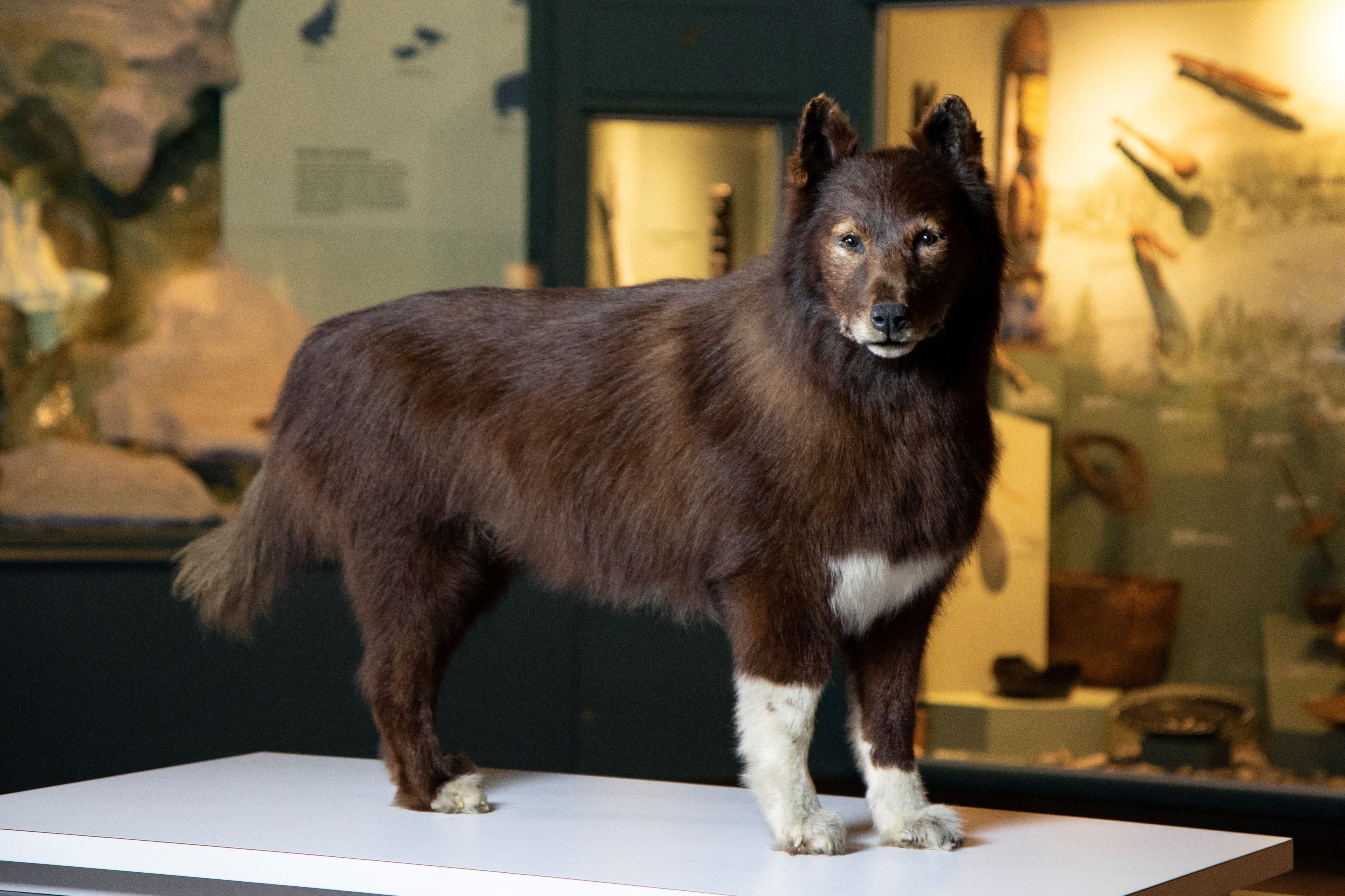 Estudio reveló el verdadero origen de Balto, el legendario perro esquimal -  Infobae