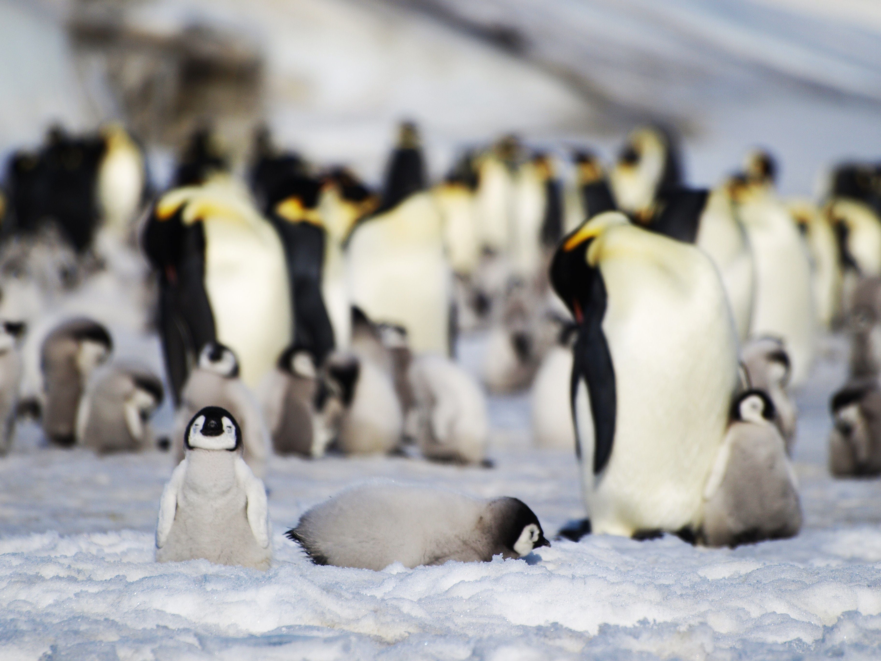 En octubre empezaron a detectarse los primeros casos de animales con gripe aviar en Antártida. Preocupa que pueda llegar a afectar a especies que solo viven en esa región del mundo 
