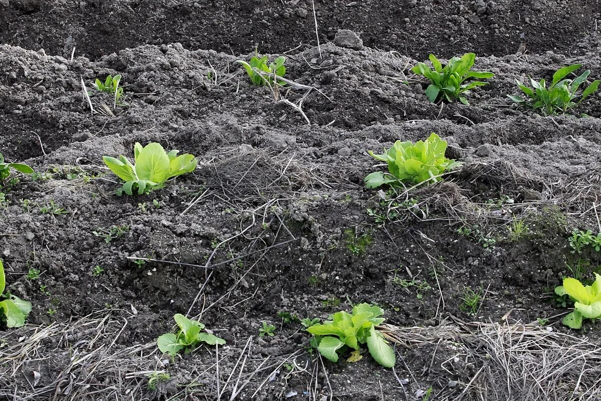 Comisión de UE extiende uso de herbicida glifosato por 10 años más