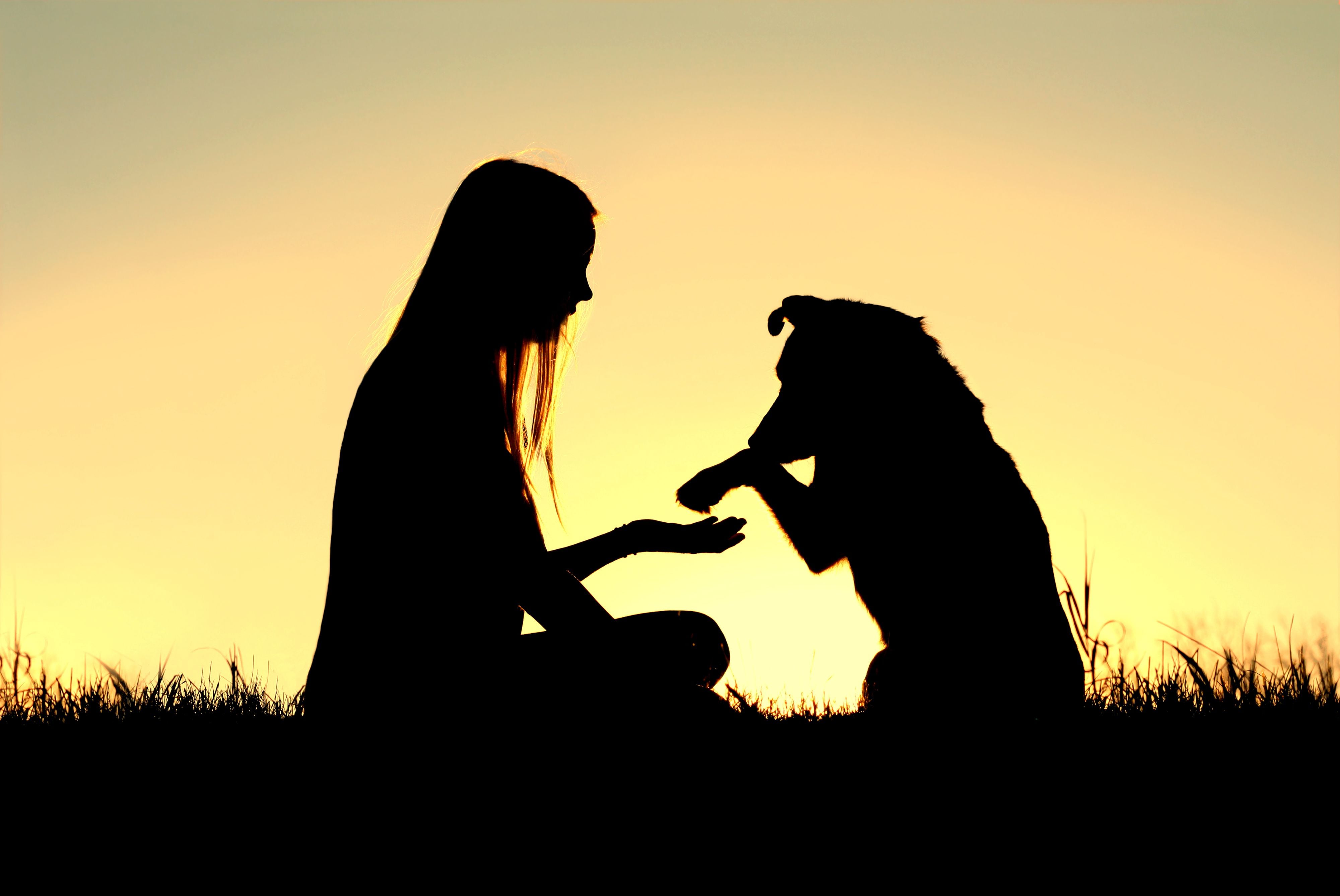 Любовь к животным. Девушка с собакой на закате. Любовь человека и животного. Силуэт девушки с собакой. Силуэты людей и животных.
