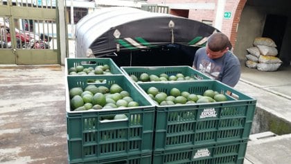 En la última década, el aguacate se ha convertido en un alimento con mayor incremento de precio (Foto: Colprensa)