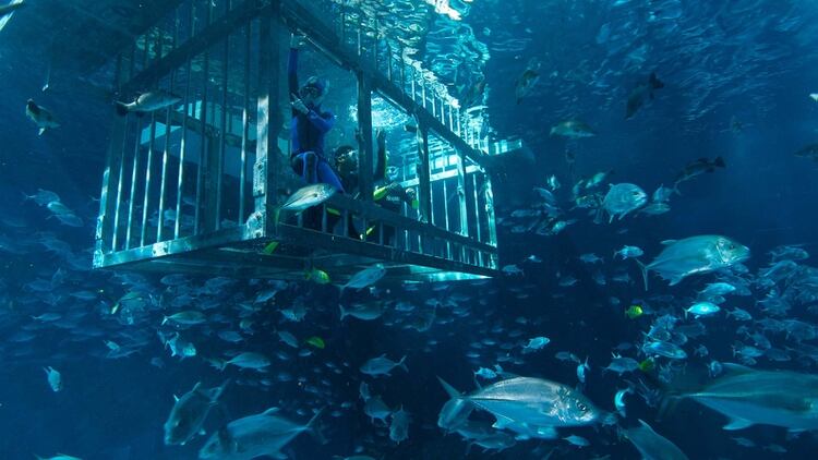 Dubai Increible Acuario Con Mas De 33 Mil Animales Infobae