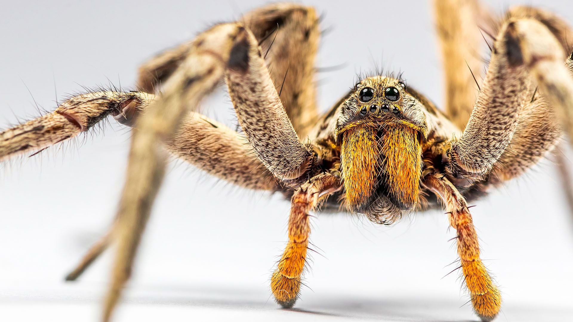 Cómo identificar una araña “chupasangre” y qué hacer si veo una - Infobae