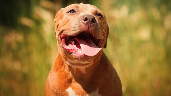 Perro pitbull. (IStock)