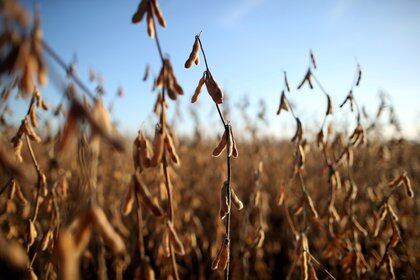 En el caso de la soja, la propuesta del Consejo consiste en retenciones que no superen el 25%, con menores alícuotas para granos diferenciados y manufacturas derivadas (Reuters)