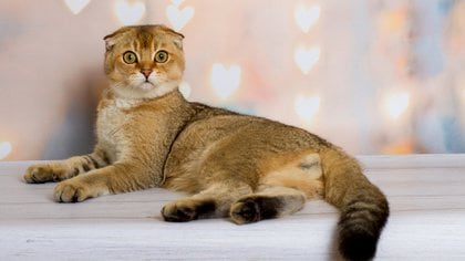 Aunque el nombre proviene de sus características orejas dobladas, algunos Folds pueden tener orejas rectas. Además de las orejas únicas, el gato tiene un pelaje corto y suave y una cola tupida